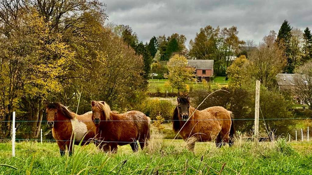 La Maison Attila En Ardennes Libin Esterno foto